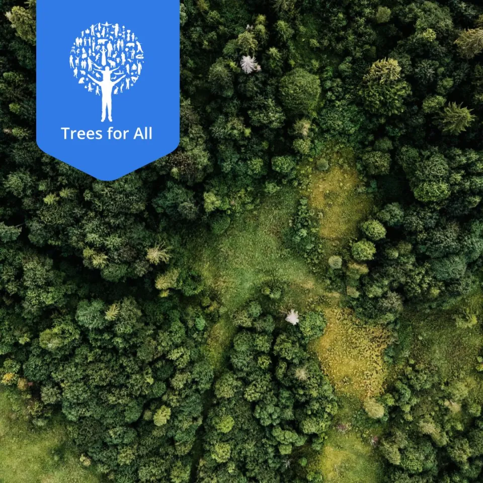 Trees for all