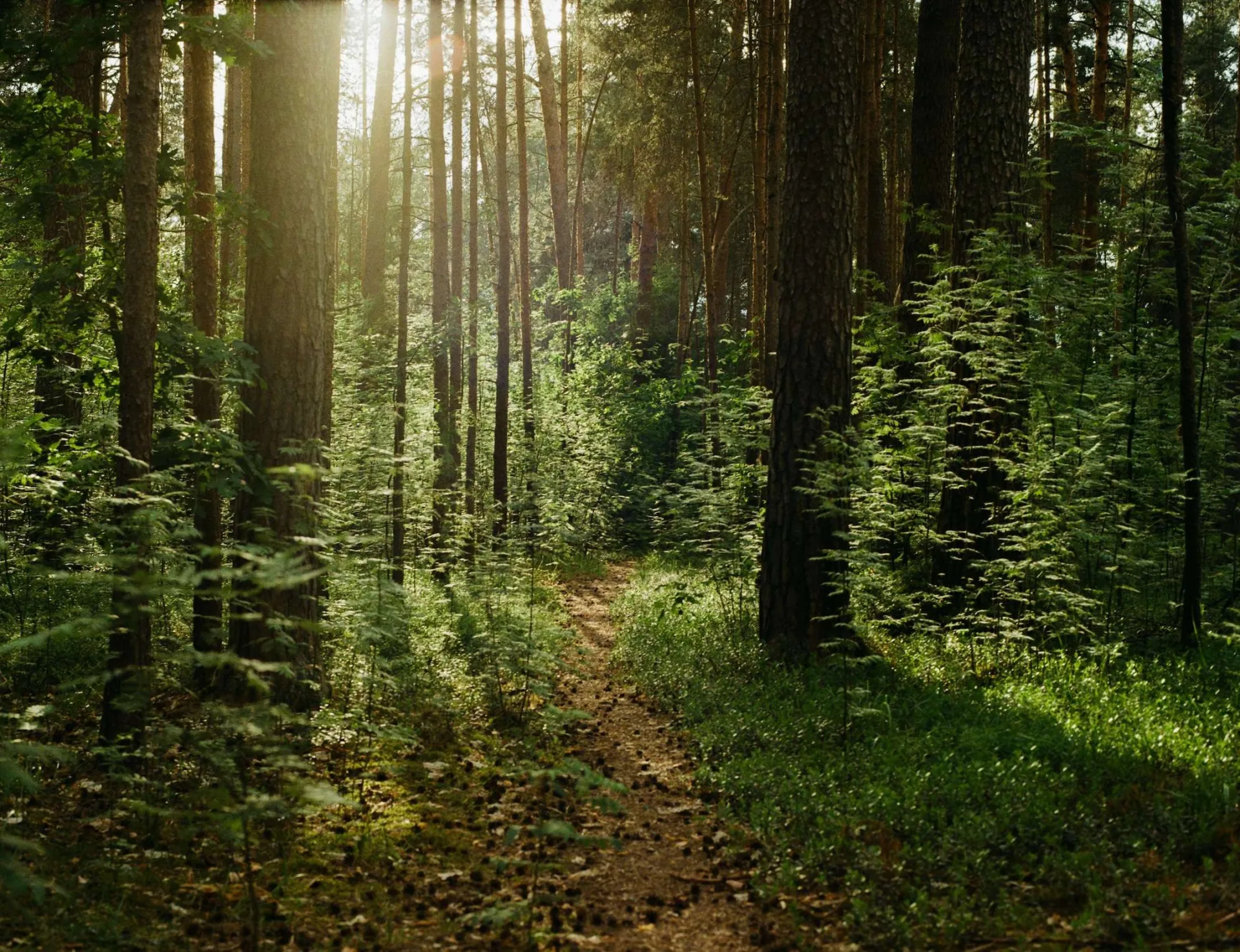 Een bos vol bomen